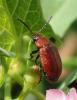 Emarhopa rufa